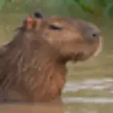 TheGiantHamster