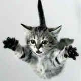 The World of Cats