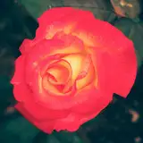 𝚎𝚕𝚒𝚘