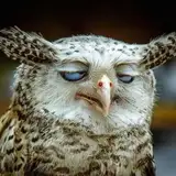 Ace_the_owl