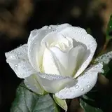 White Rose