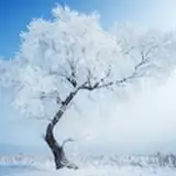 Ever Frost