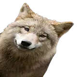wooferSFM
