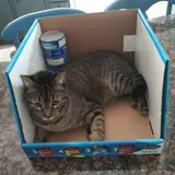 Kitshaar